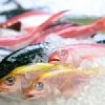 Pesce azzurro nella dieta: proprietà e controindicazioni